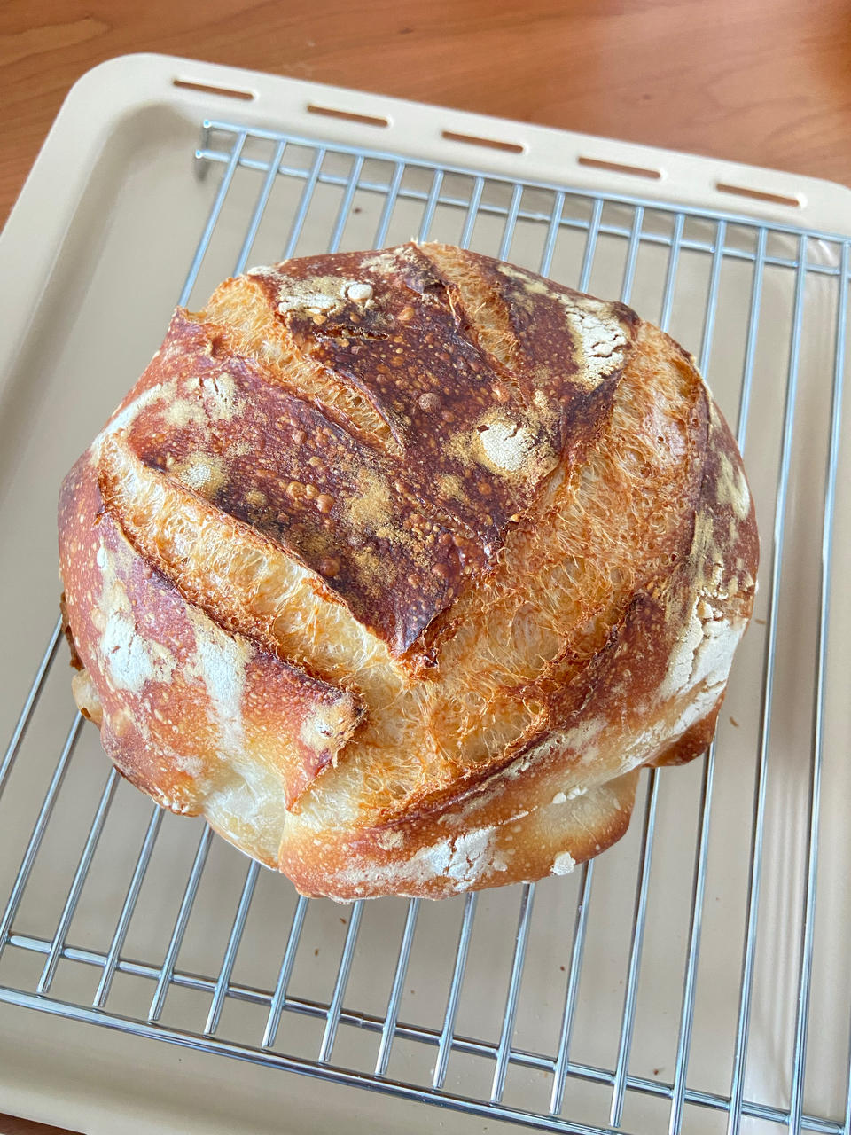 基础欧包练习-室温折叠隔夜冷藏（波兰种）