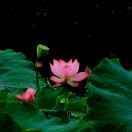 二花爱面点