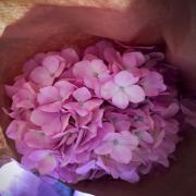 -littlepink-