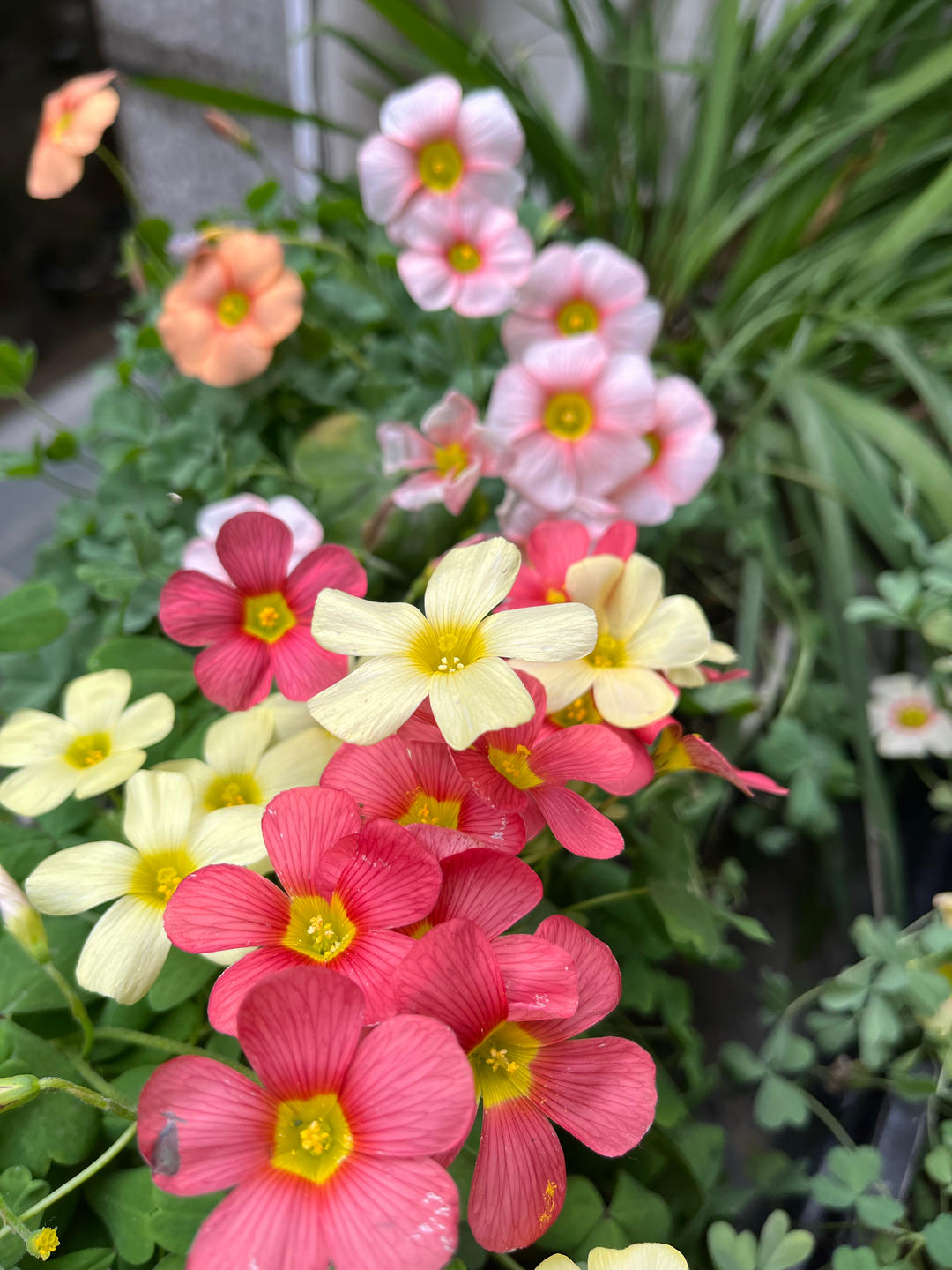 陌上踏花的菲亚