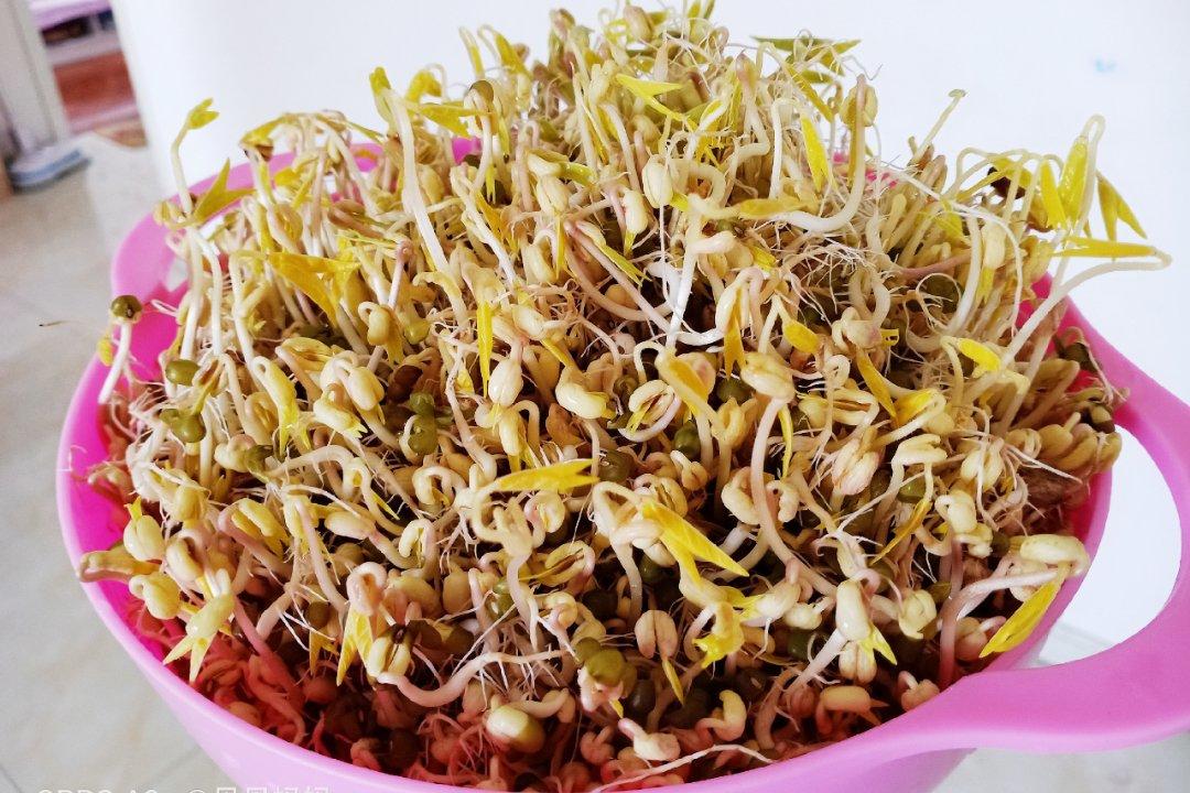 自发豆芽（可乐瓶发豆芽0失败！）