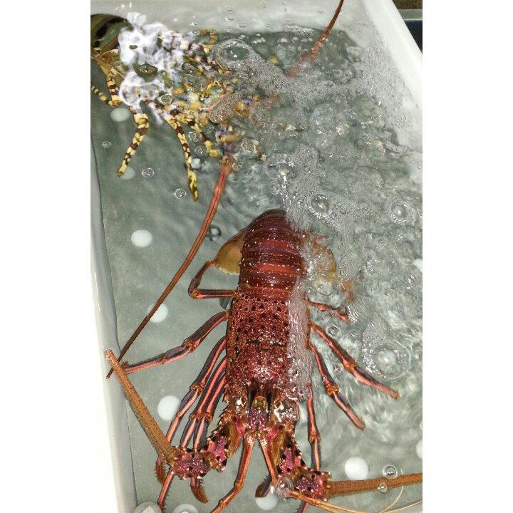 红啤坊的厨房