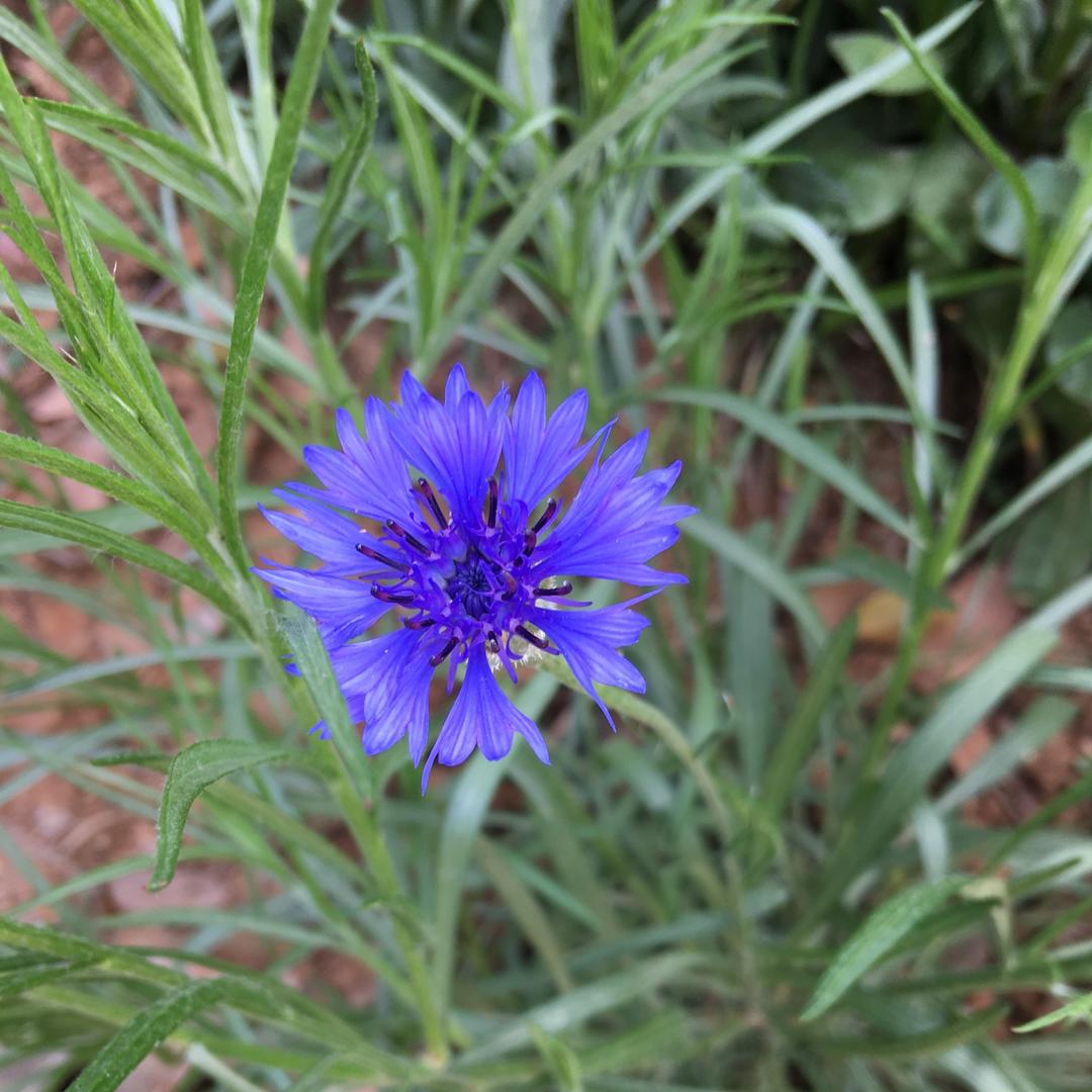 小吃货妈咪之一