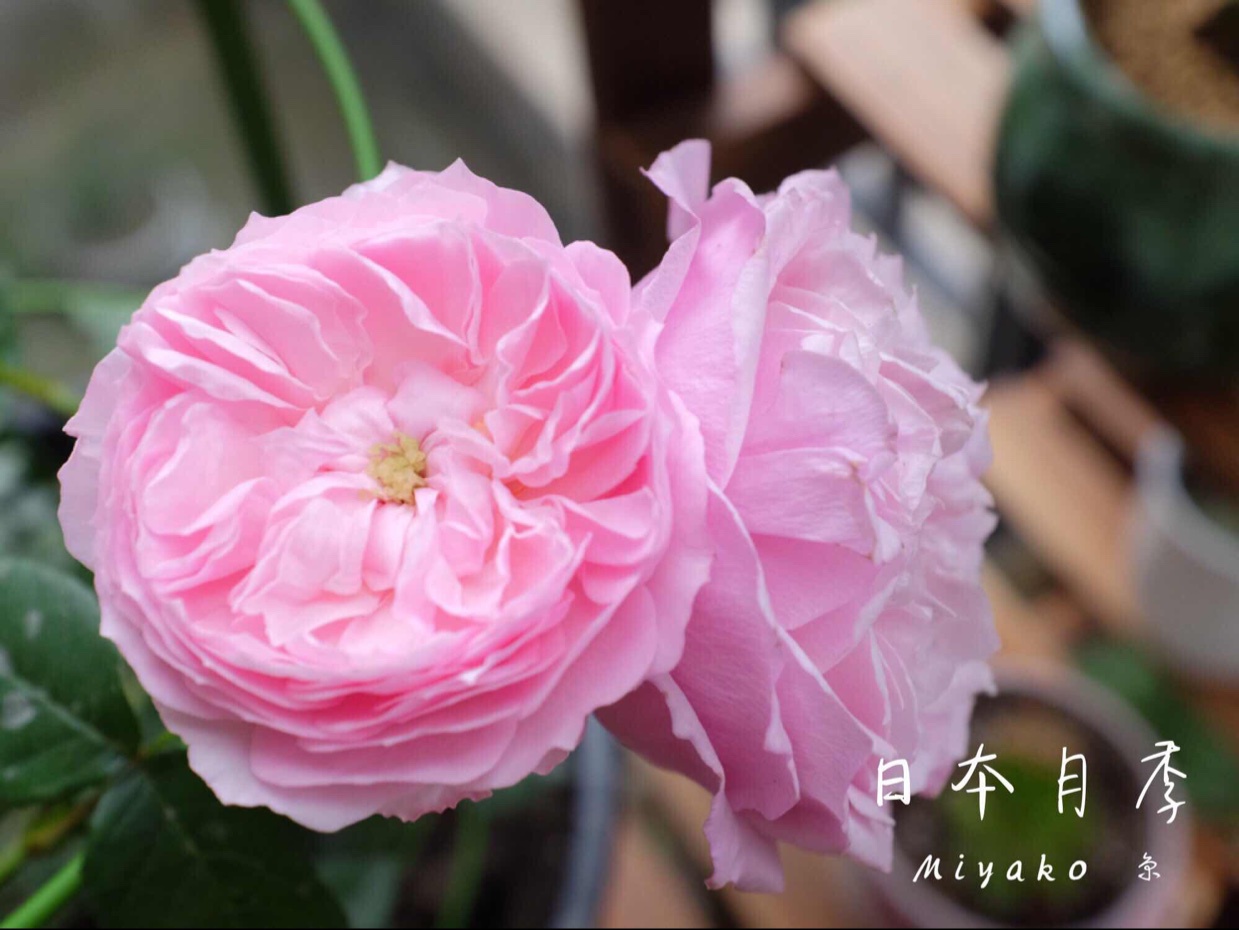 就像花一样开，灿烂又美好