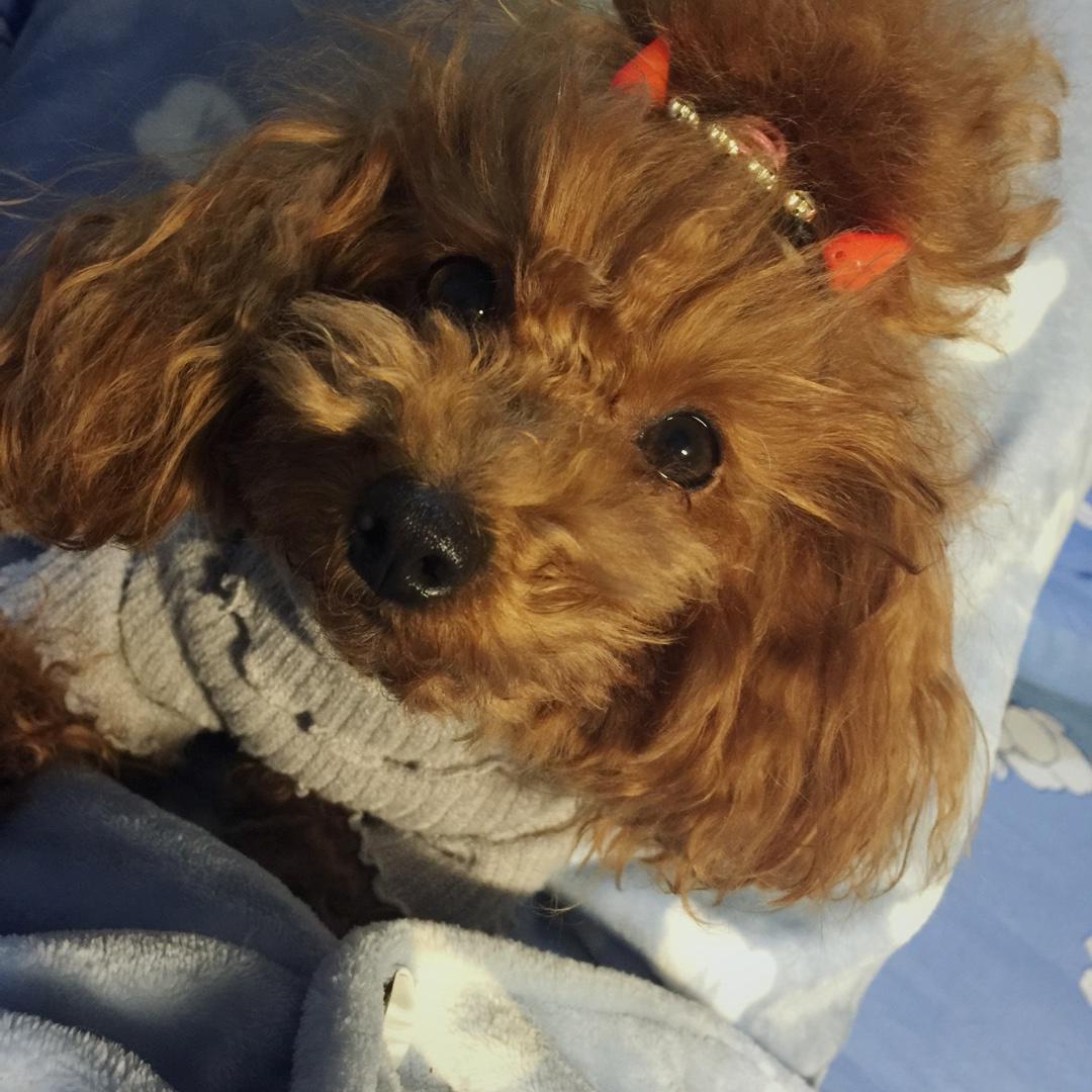 游来游去的一条鱼