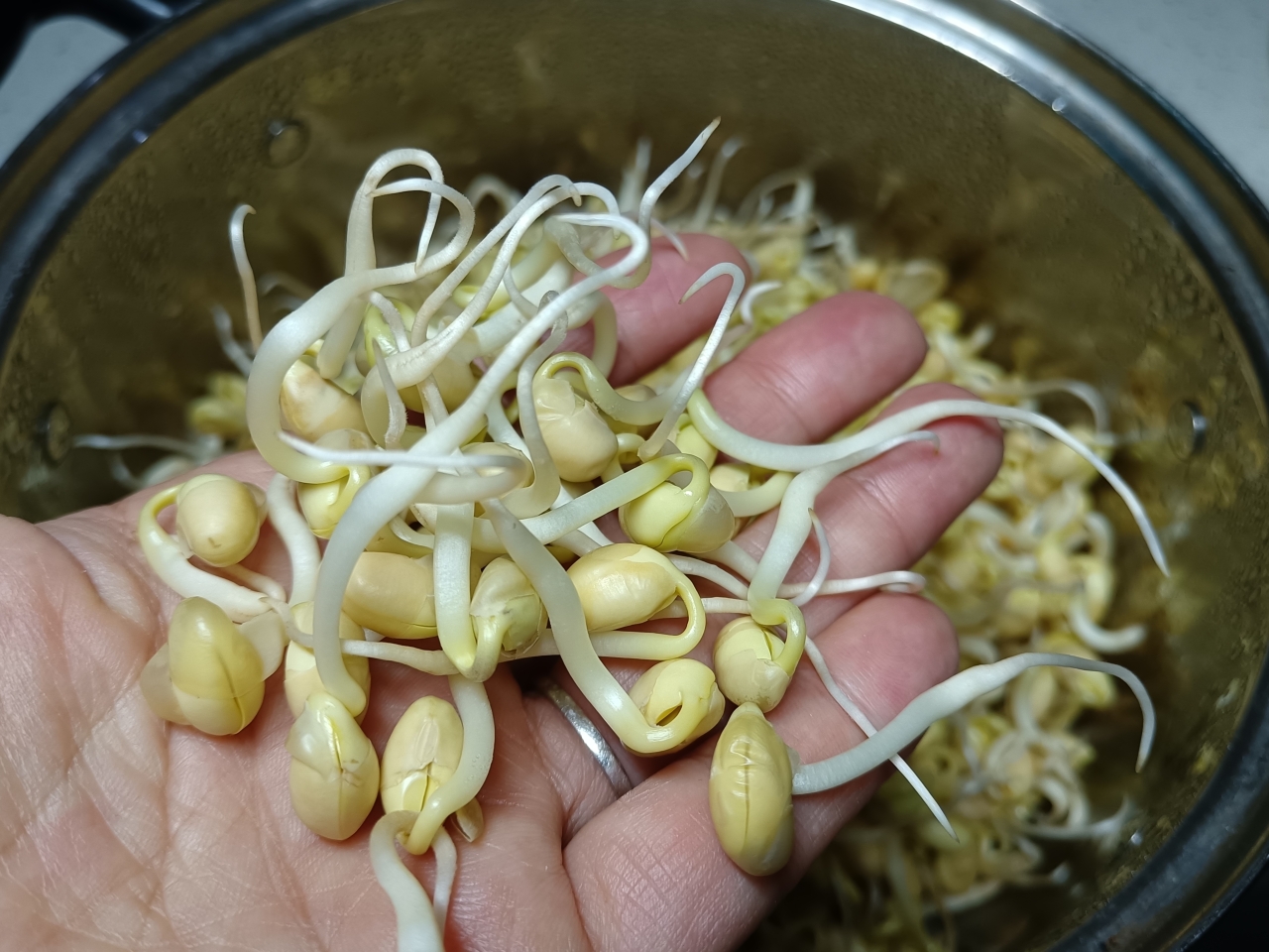 自己生黄豆芽的做法