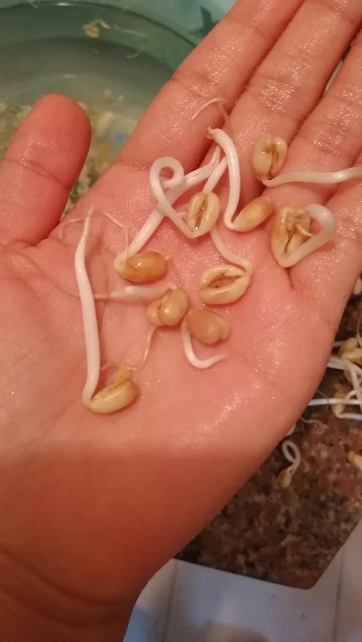 沥水篮发豆芽