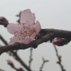 紫雨_46u7