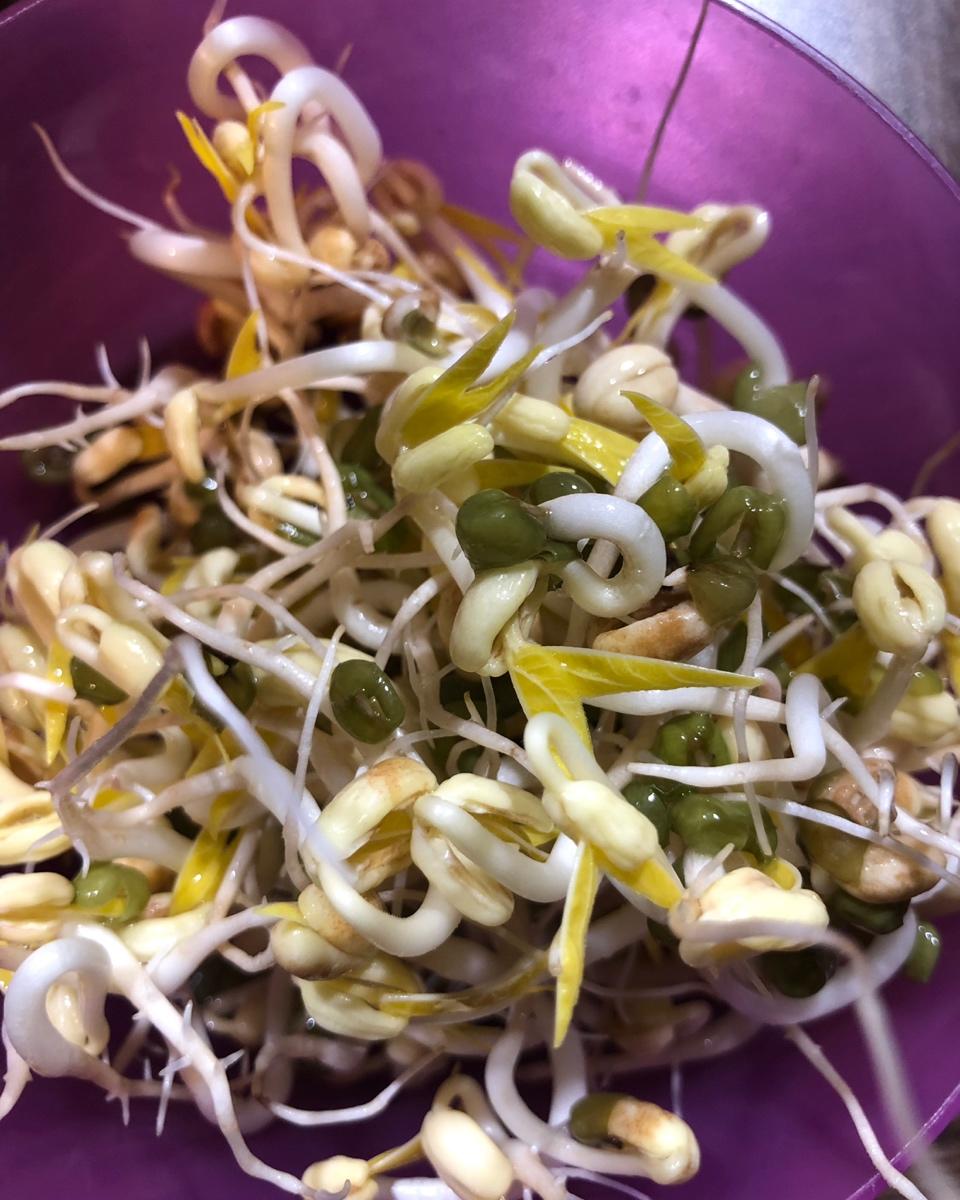 自己发豆芽【果汁盒/大牛奶盒】