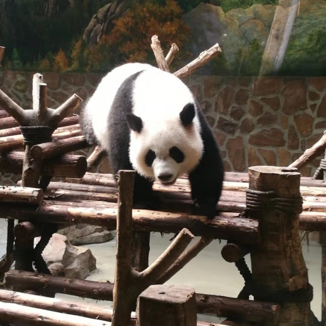 蓝炫