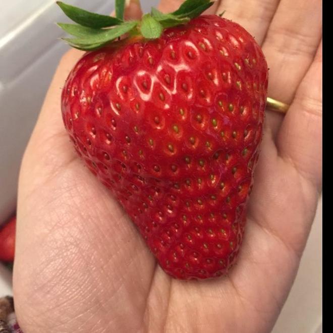 新鲜大草莓的做法