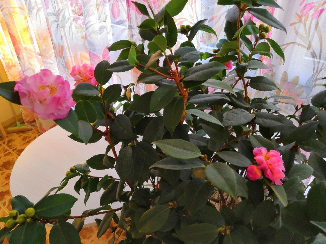 花草间