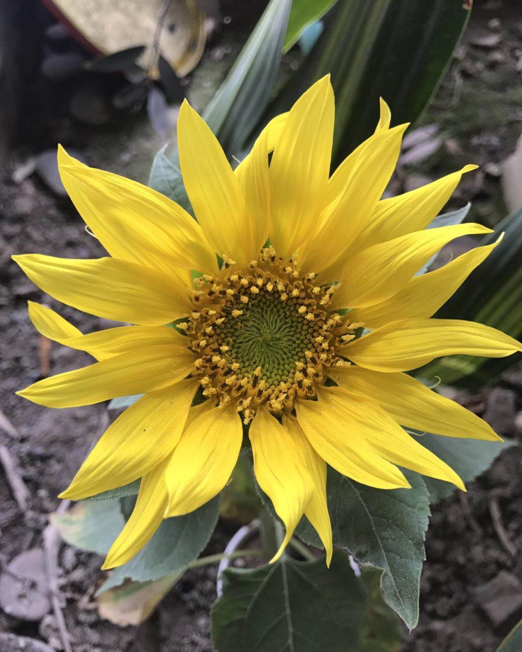 铧发妈做的生活中的美