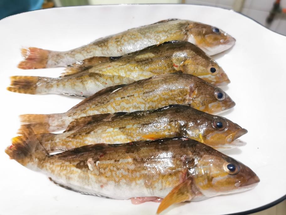 红烧黄鱼(六线鱼)