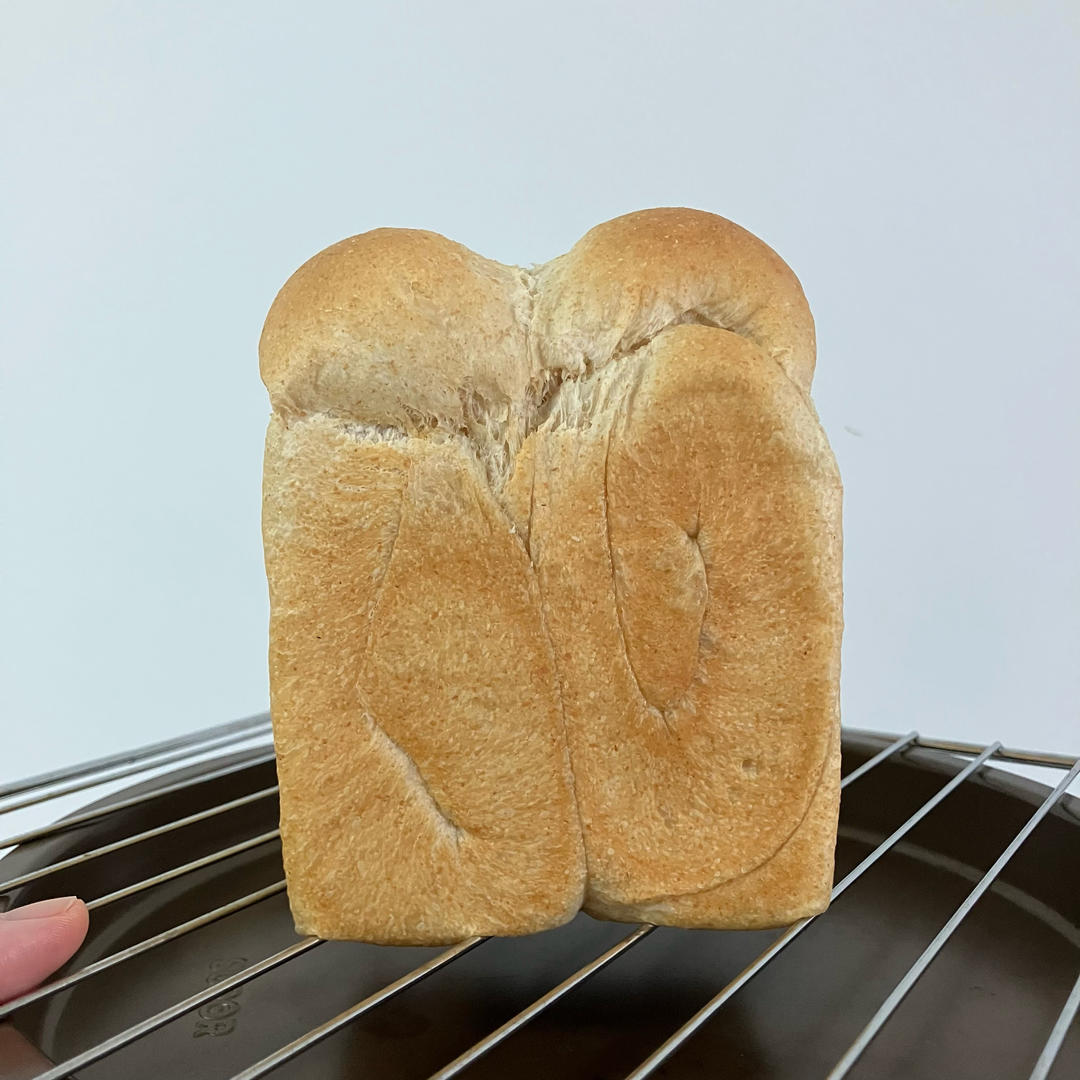 🍞狗子吐司记录贴🍞