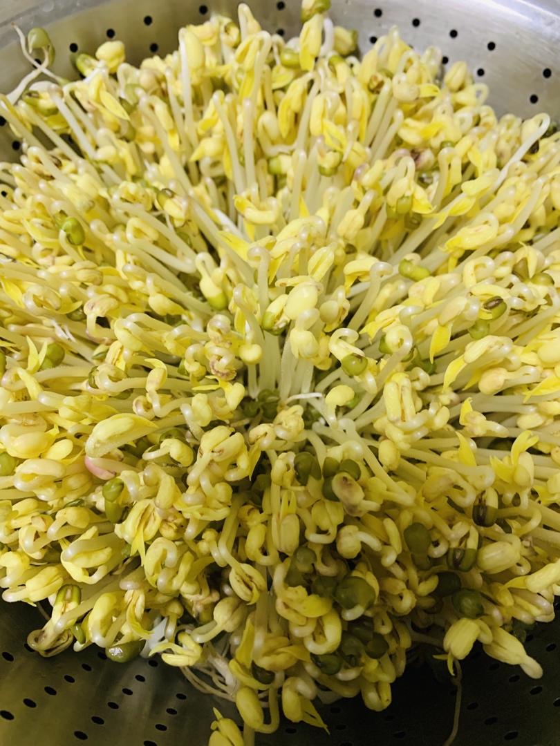 沥水篮发豆芽