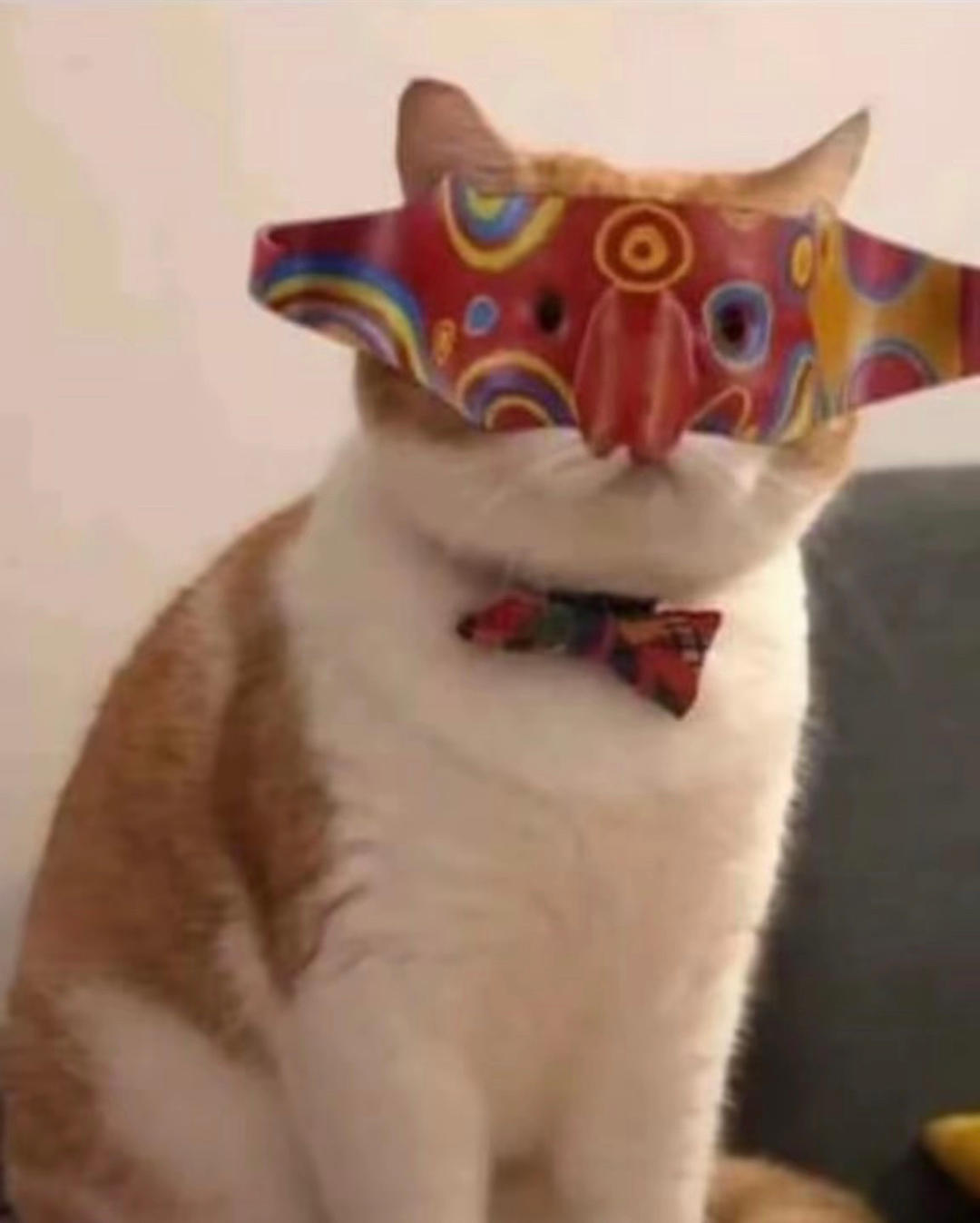 村头养猫的老赵