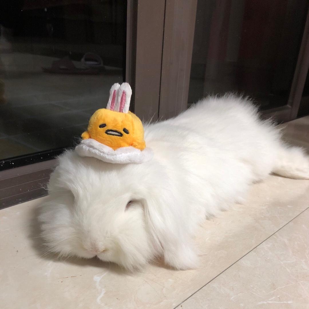 兔兔也有小脾气