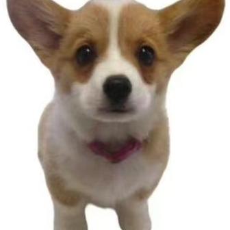 不懂事的小狗狗