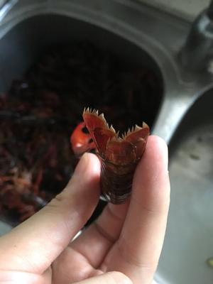 香辣小龙虾🍤最全小龙虾清洗步骤的做法 步骤10
