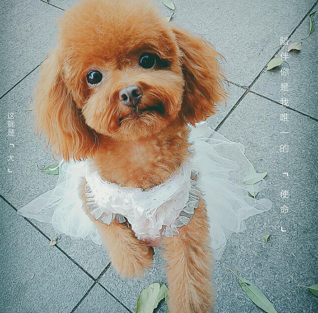 灿宝宝的大脑婆i