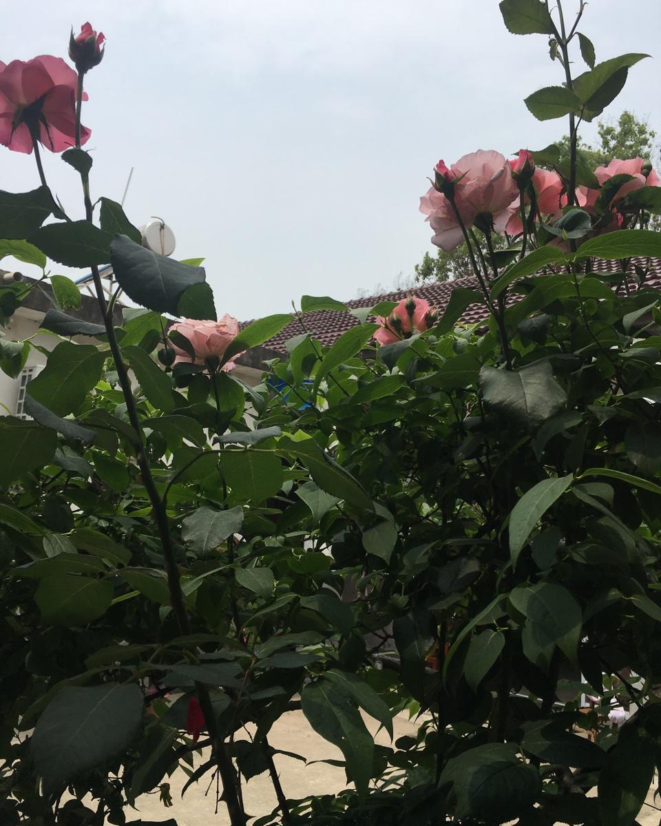 辣椒鸡蛋