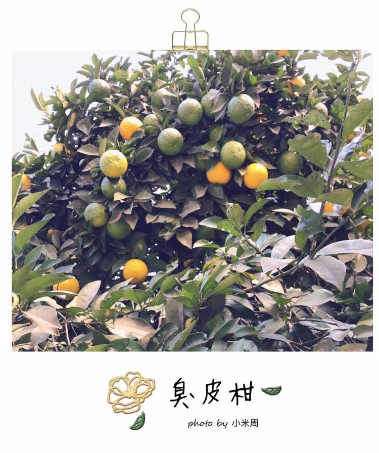 冰糖臭皮柑的做法