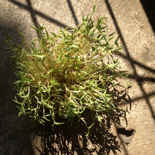 自发豆芽（可乐瓶发豆芽0失败！）