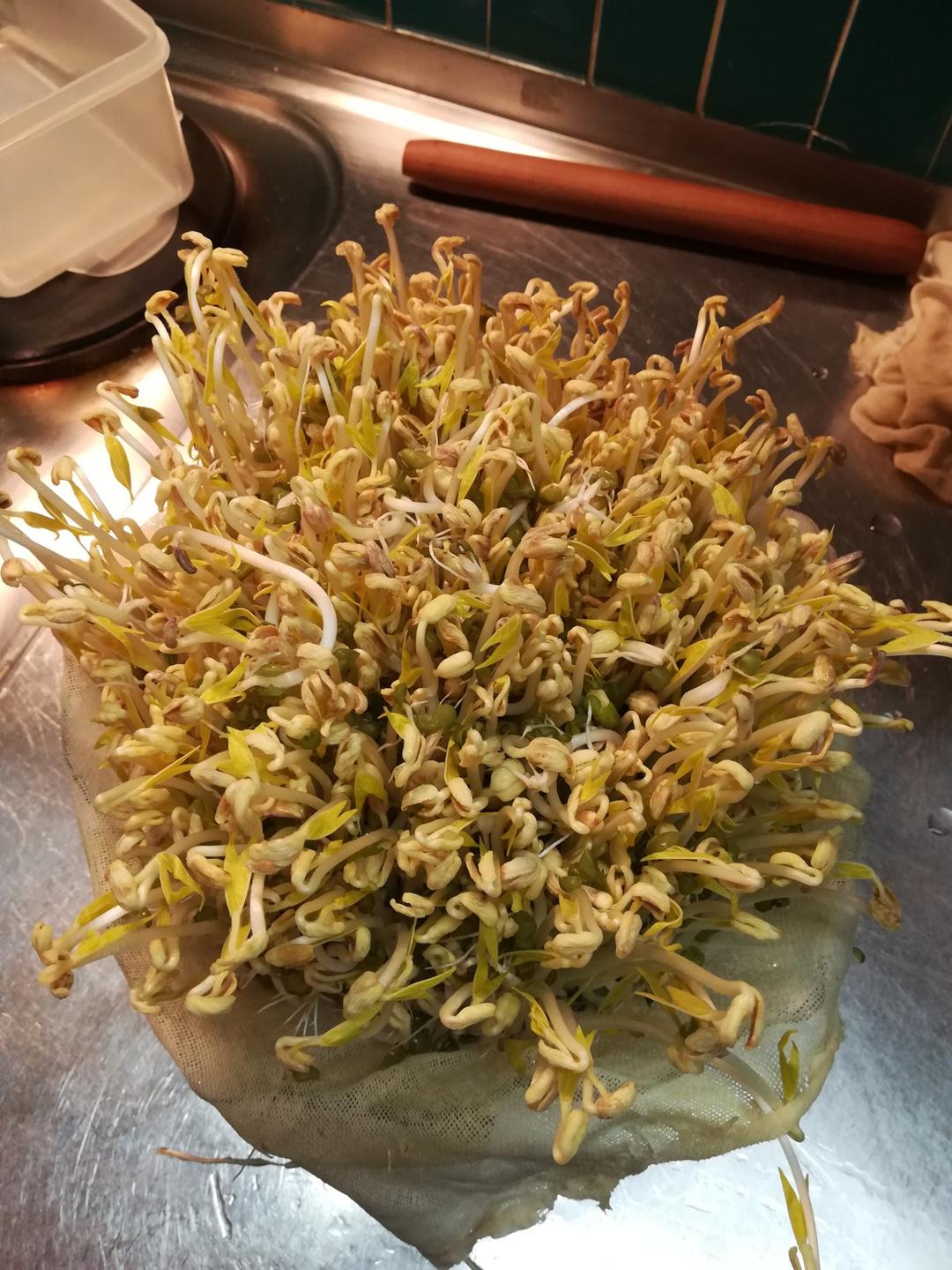 自发豆芽（可乐瓶发豆芽0失败！）