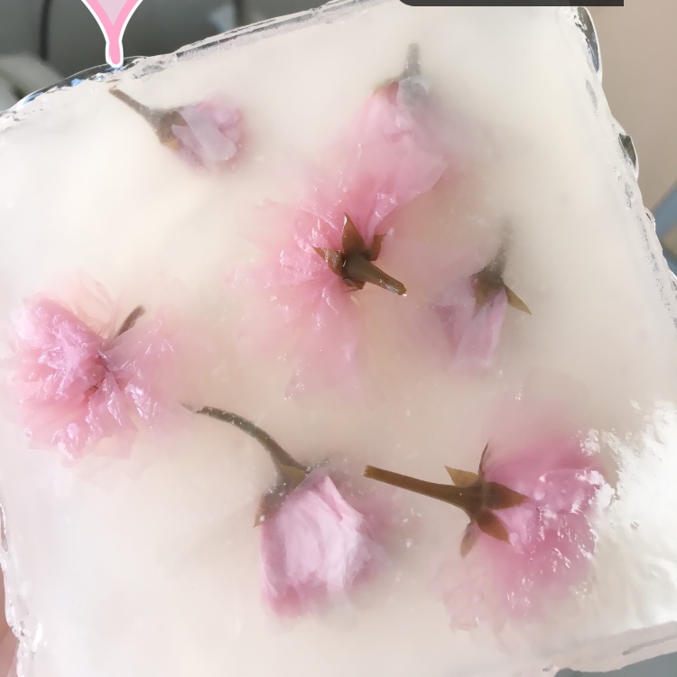 樱花冻芝士