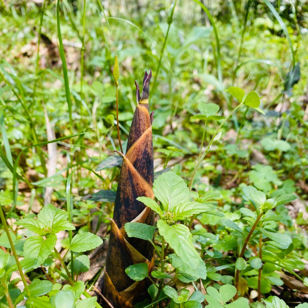 家有小花一朵--贝贝