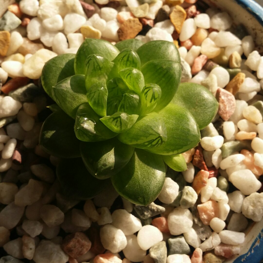 随风菩提