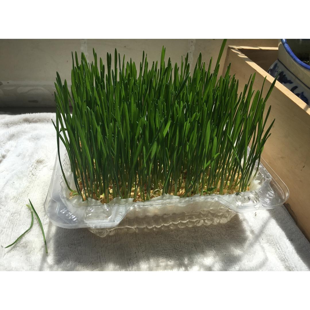 水培法种植小麦苗