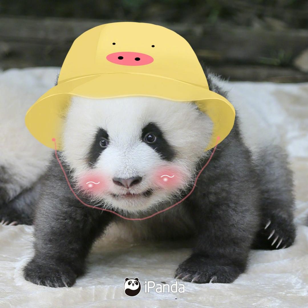 熊熊什么都想吃