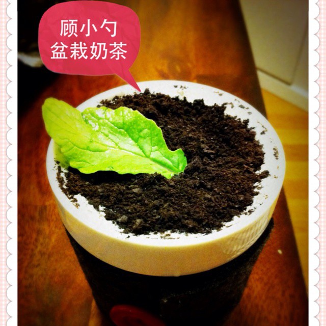 盆栽奶茶