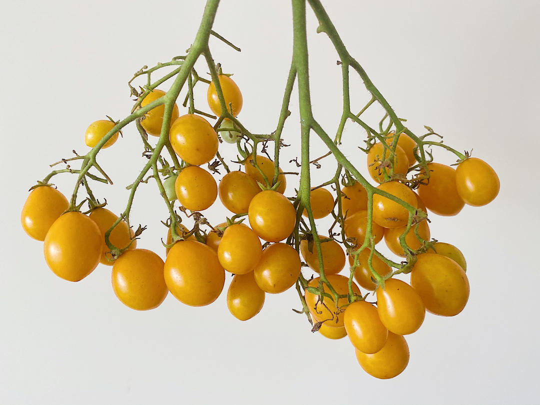 GARDEN ON A PLATE