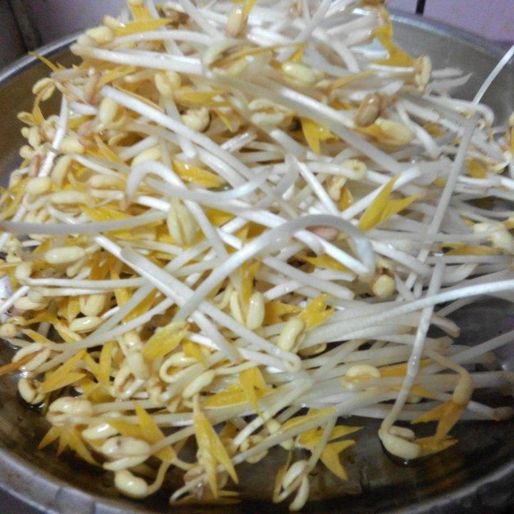 豆芽