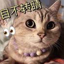 喵啊喵