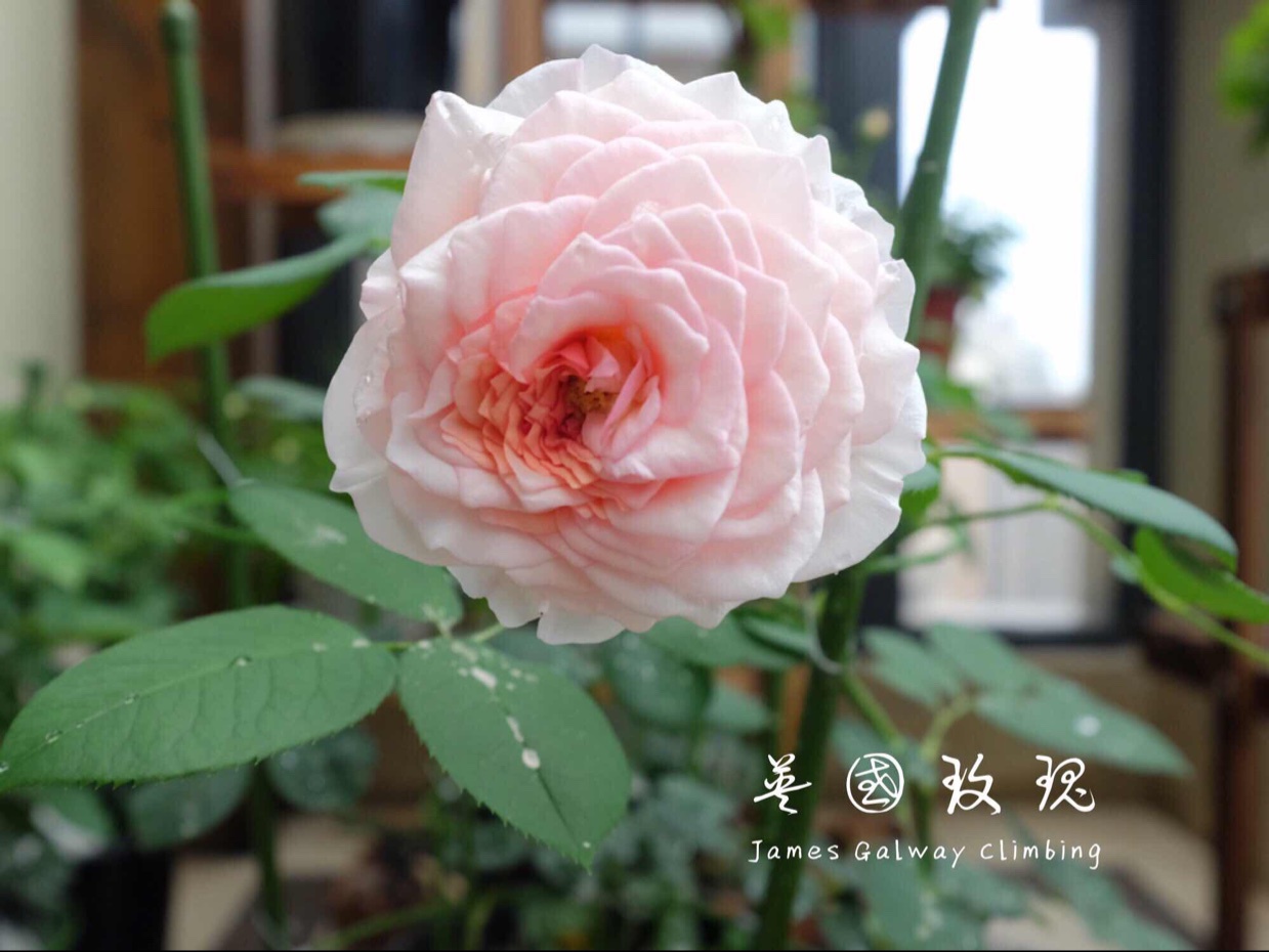 就像花一样开，灿烂又美好