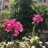 五月粉色天竺葵