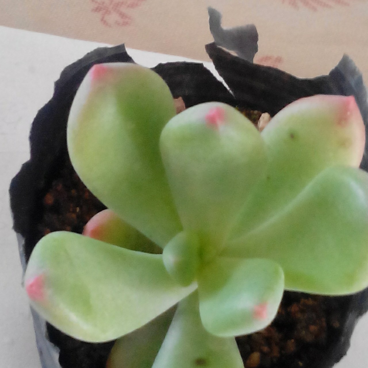 早餐•2015年3月28日