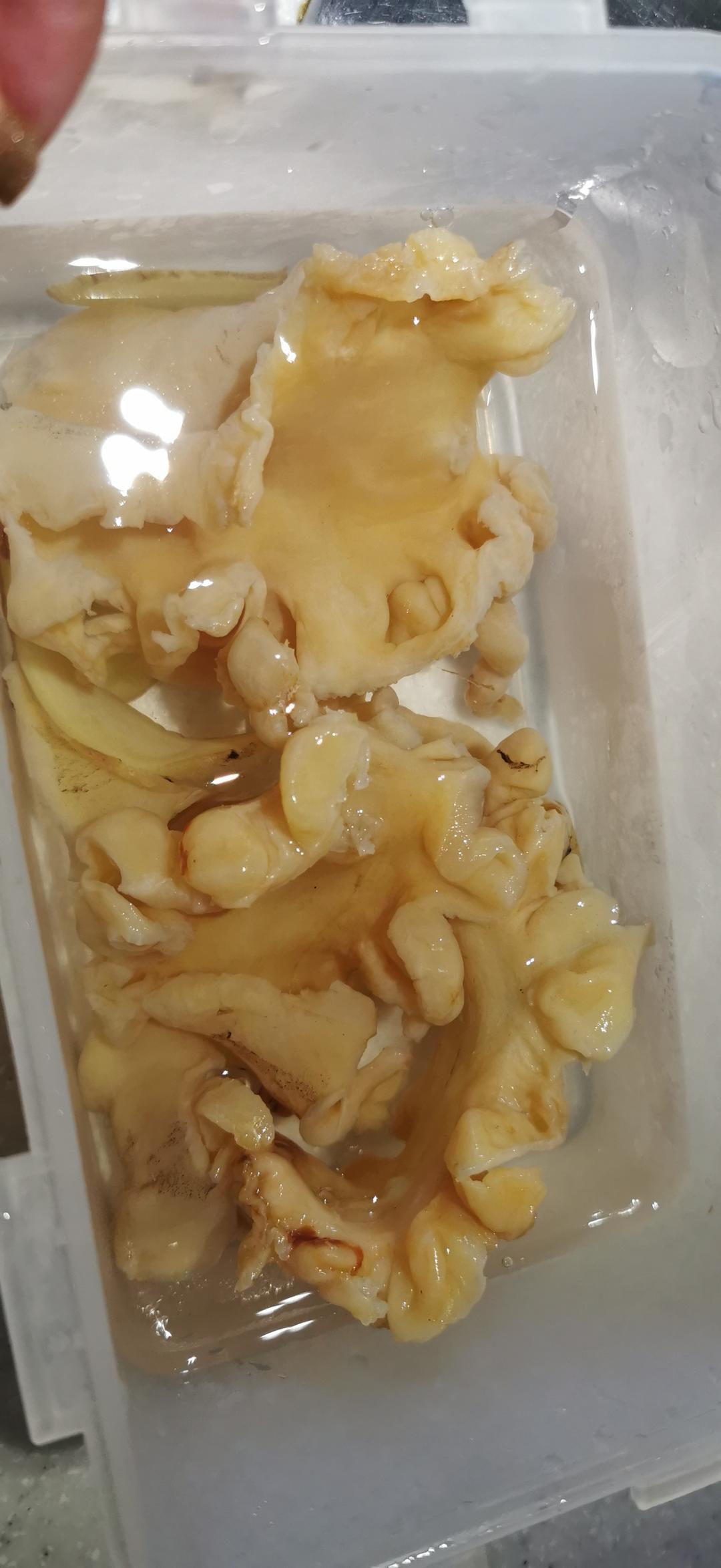 花胶泡发（新手学得会）