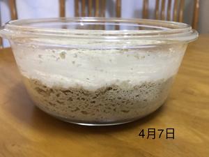 北海道吐司&全麦酵母种培养的做法 步骤18