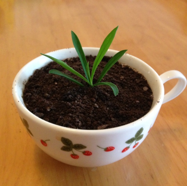 盆栽奶茶