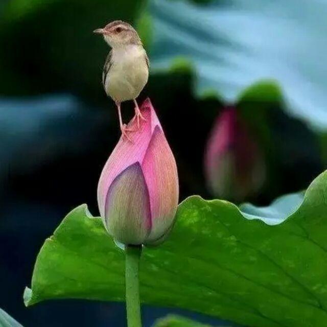 怡养