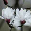 jeanair