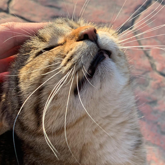 银杏树下捡书签