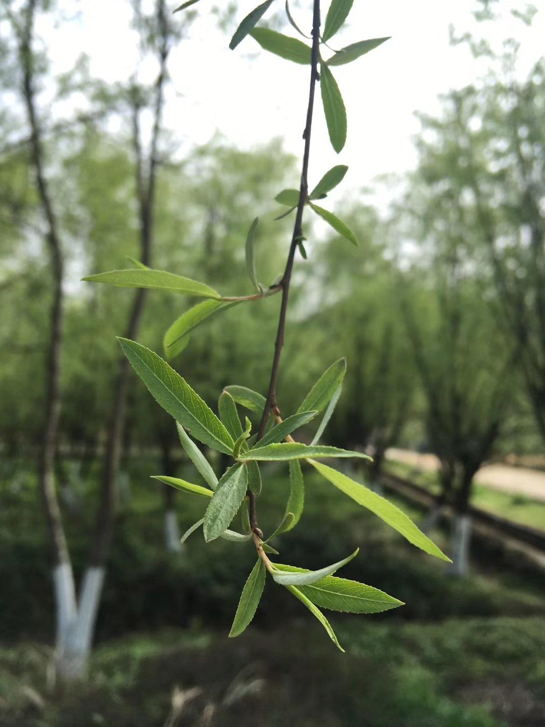 心中的那片芳草地