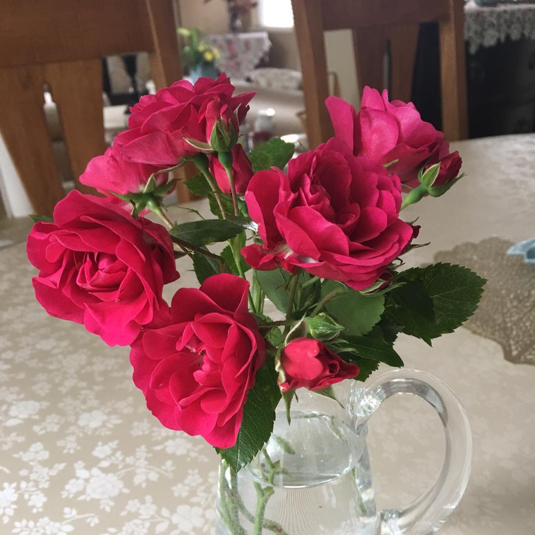 鲜花与美食共舞
