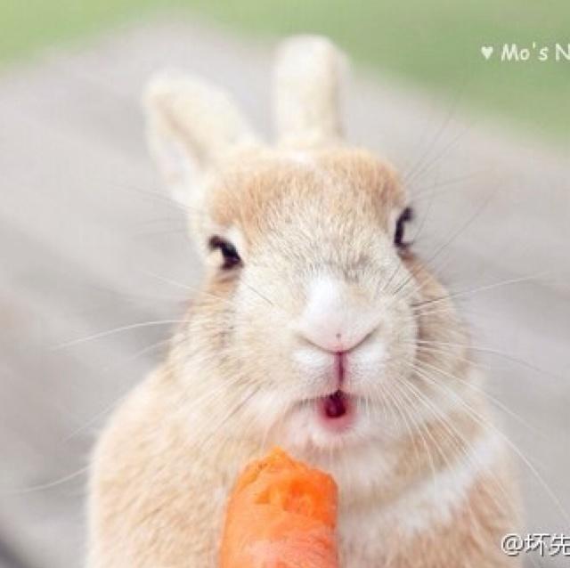 萝卜焖牛腩的做法